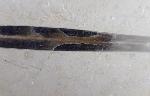 Hibolithes sp. (MONTFORT 1808) - Bild © FossNet FossilienStore